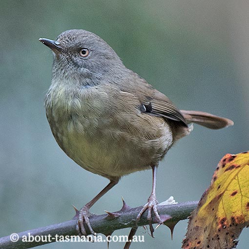 Tasmanian Scrubwren, Sericornis humilis, Tasmania