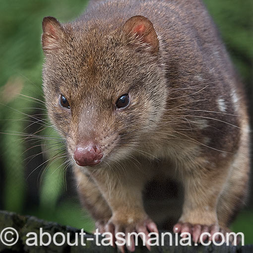 Spotted-tail Quoll, Dasyurus maculatus, Tasmania