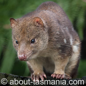 Spotted-tail Quoll