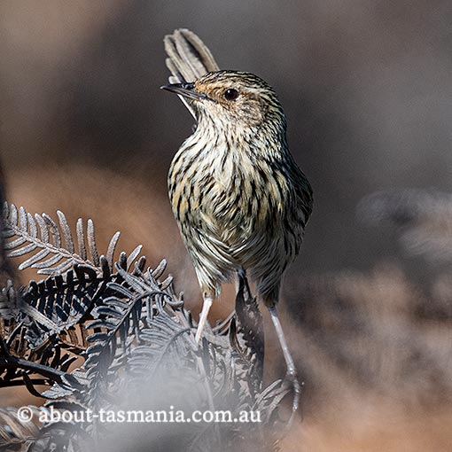 Striated Fieldwren, Calamanthus fuliginosus, birds in Tasmania
