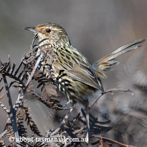 Striated Fieldwren, Calamanthus fuliginosus, birds in Tasmania