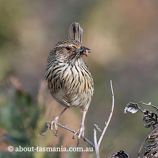 Striated Fieldwren, Calamanthus fuliginosus, birds in Tasmania