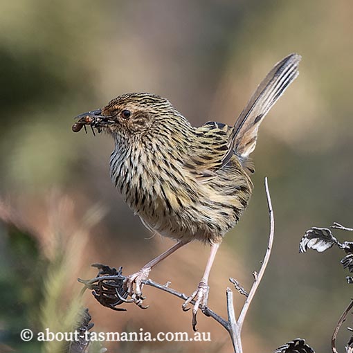 Striated Fieldwren, Calamanthus fuliginosus, birds in Tasmania