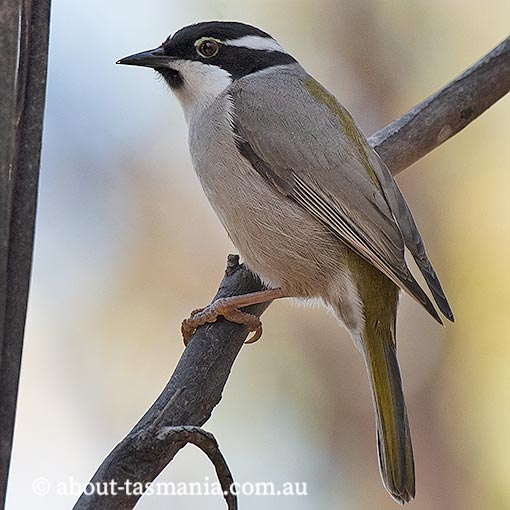 Strong-billed Honeyeater, Melithreptus validirostris,  Endemic, Tasmania