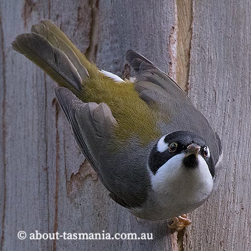 Strong-billed Honeyeater, Melithreptus validirostris,  Endemic, Tasmania