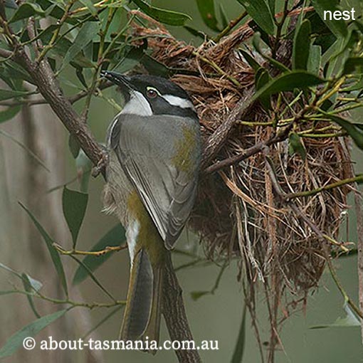 Strong-billed Honeyeater, Melithreptus validirostris,  Endemic, Tasmania