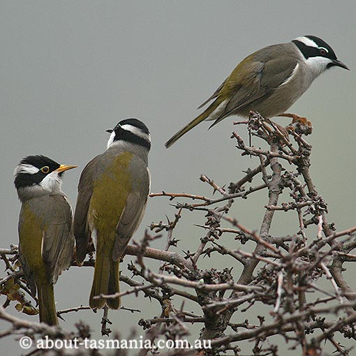 Strong-billed Honeyeater, Melithreptus validirostris,  Endemic, Tasmania
