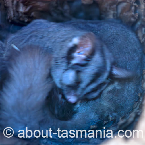 Sugar Glider, Petaurus brevicep, Tasmania