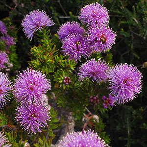 Melaleuca squamea