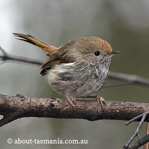 Tasmanian Thornbill, Acanthiza ewingii, Tasmania