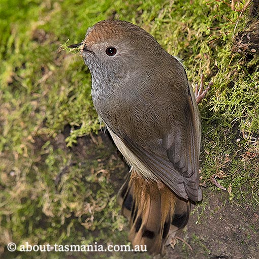 Tasmanian Thornbill, Acanthiza ewingii, Tasmania