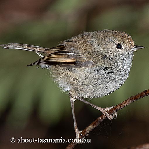 Tasmanian Thornbill, Acanthiza ewingii, Tasmania