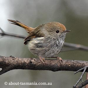 Tasmanian Thornbill