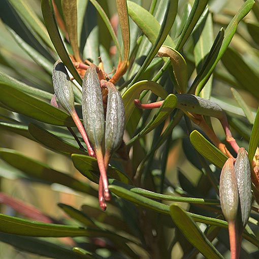 Telopea truncata, Tasmanian Waratah, Tasmania