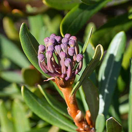 Telopea truncata, Tasmanian Waratah, Tasmania
