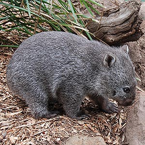 Wombat