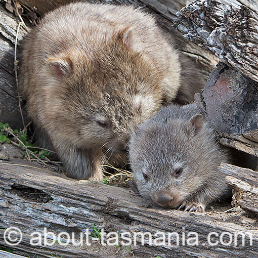 Wombat, Vombatus ursinus, Tasmania