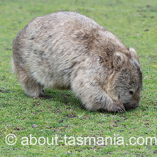 Wombat, Vombatus ursinus, Tasmania
