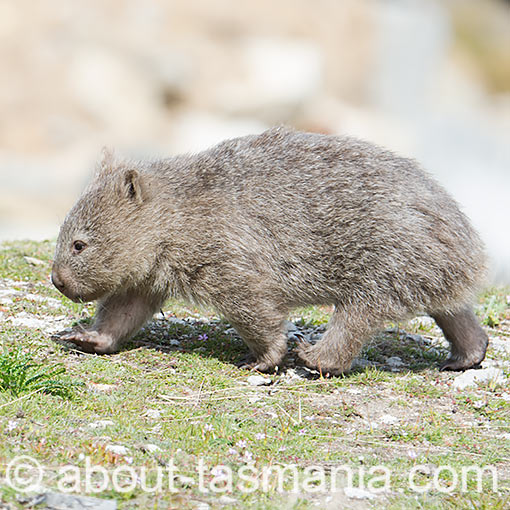 Wombat, Vombatus ursinus, Tasmania