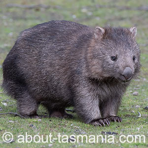 Wombat