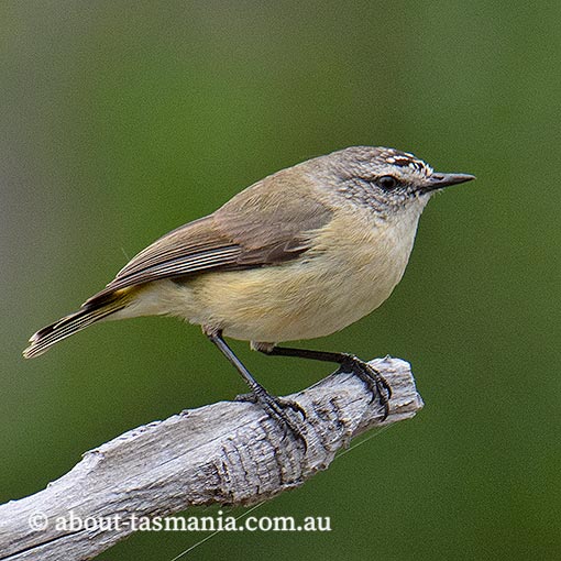 Yellow-rumped Thornbill, Acanthiza chrysorrhoa, Tasmania
