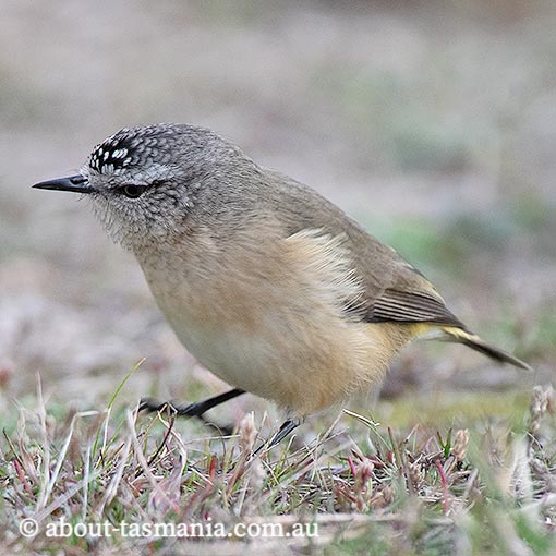 Yellow-rumped Thornbill, Acanthiza chrysorrhoa, Tasmania