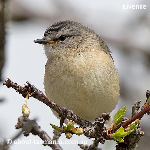 Yellow-rumped Thornbill, Acanthiza chrysorrhoa, Tasmania