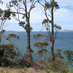 Alum Cliffs Walk
