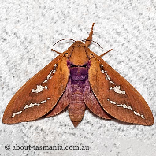 Abantiades hyalinatus, Hepialidae, Tasmania, moth