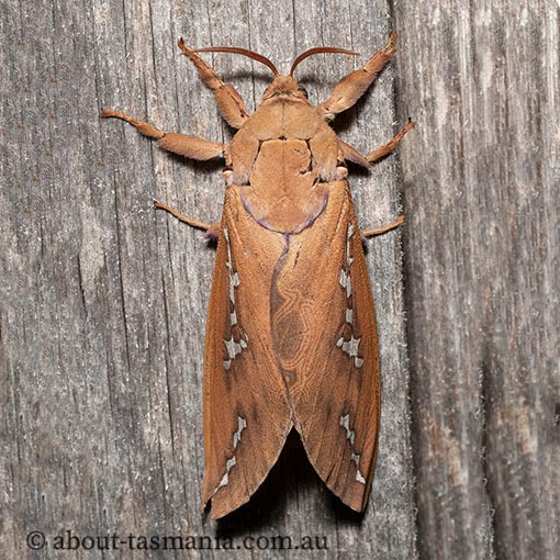 Abantiades hyalinatus, Hepialidae, Tasmania, moth
