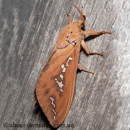 Abantiades hyalinatus, Hepialidae, Tasmania, moth