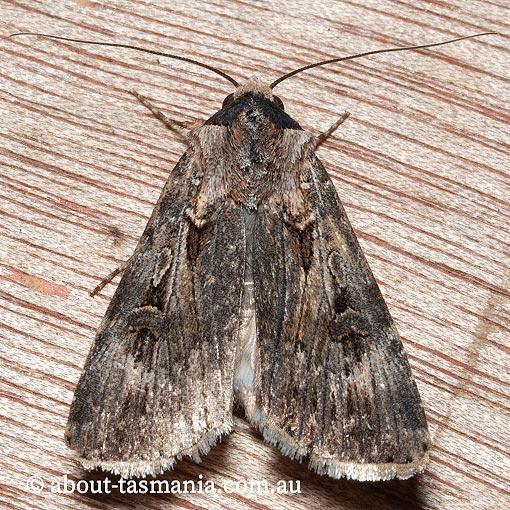 Agrotis munda, Noctuidae, Tasmania, moth