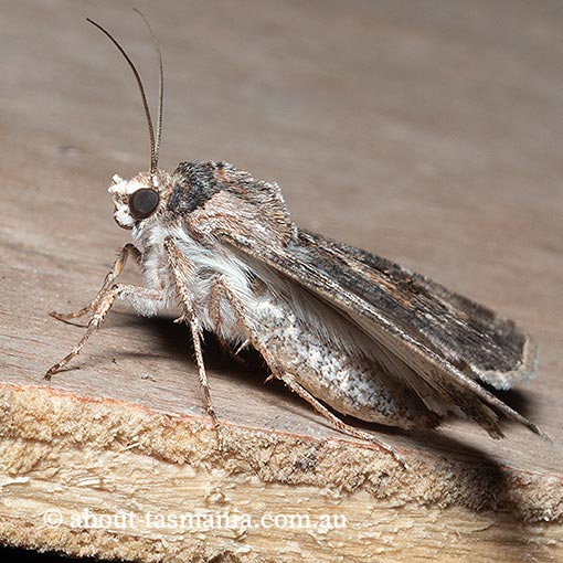 Agrotis munda, Noctuidae, Tasmania, moth