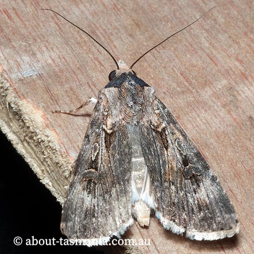 Agrotis munda, Noctuidae, Tasmania, moth