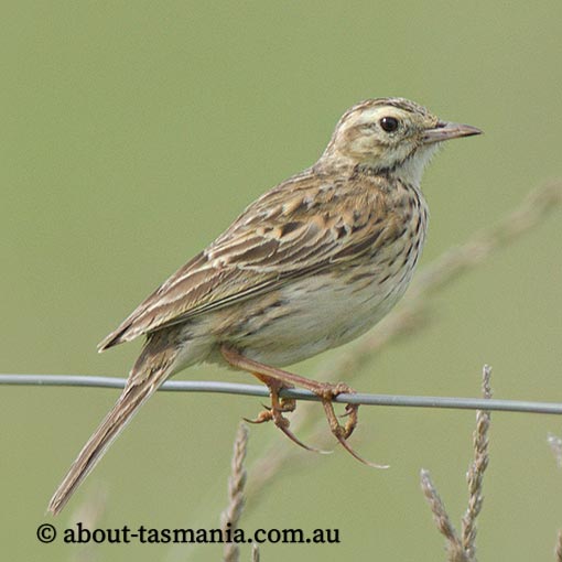 Australian Pipit, Anthus novaeseelandiae, Tasmania