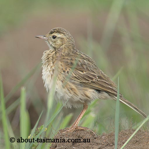 Australian Pipit, Anthus novaeseelandiae, Tasmania