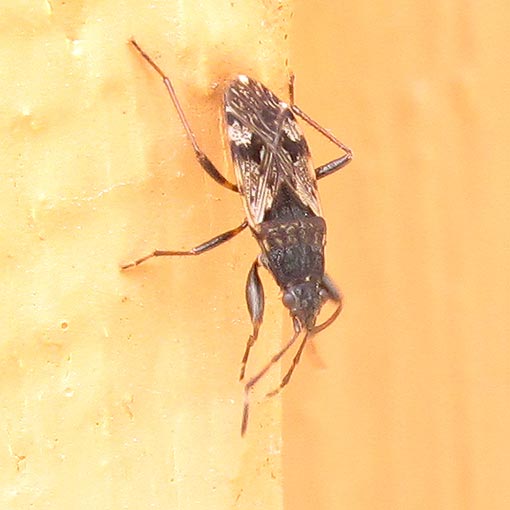 Brentiscerus putoni, Seed Bug, Rhyparochromidae, Tasmania