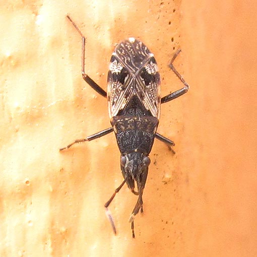 Brentiscerus putoni, Seed Bug, Rhyparochromidae, Tasmania