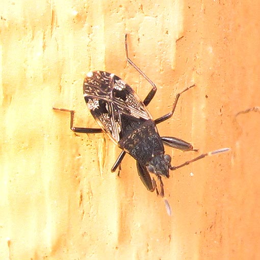Brentiscerus putoni, Seed Bug, Rhyparochromidae, Tasmania