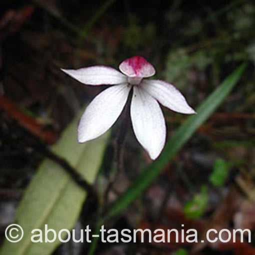 Caladenia alpina, mountain caladenia, Tasmania