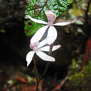 Caladenia alpina