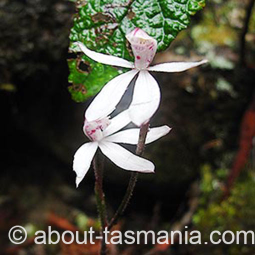Caladenia alpina, mountain caladenia, Tasmania