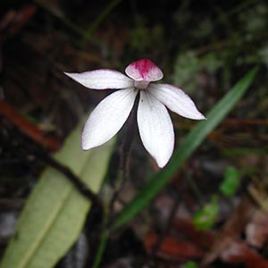 Caladenia_alpina2 Caladenia alpina, mountain caladenia, Tasmania