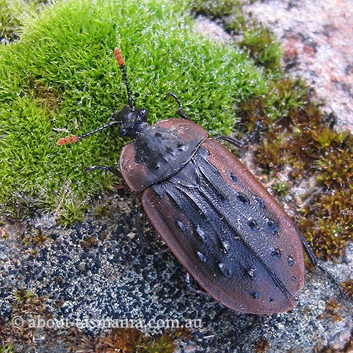 Ptomaphila lacrymosa, carrion beetle, Tasmania