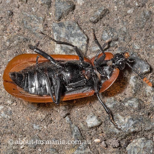 Ptomaphila lacrymosa, carrion beetle, Tasmania