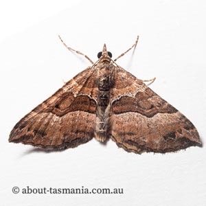 Chrysolarentia lucidulata