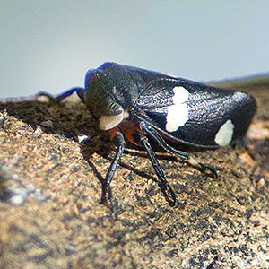 Eurymela distincta