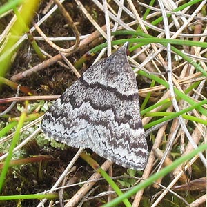 Dichromodes ainaria