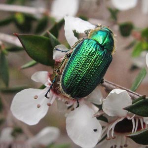 Diphucephala colaspidoides