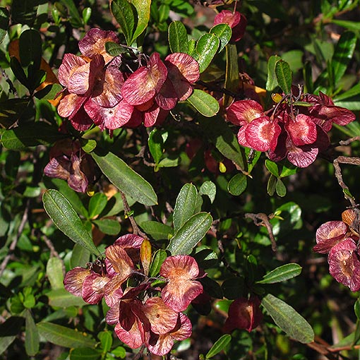 Dodonaea viscosa, broadleaf hopbush, Tasmania